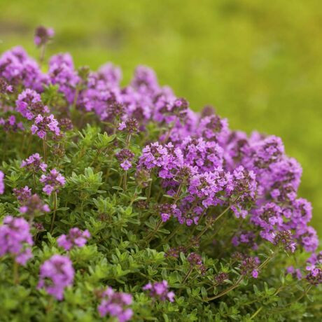 KERTI KAKUKKFŰ HERBA