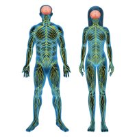 Adaptogén hatás (ellenálló képesség külső/belső stresszel szemben)